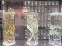 -广东中医药博物馆