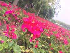 -广东花都香草世界旅游度假区