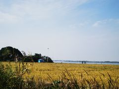 -莲花岛景区