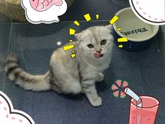 喵的天空-喵的天空名猫咖啡馆·撸猫·猫舍·用品