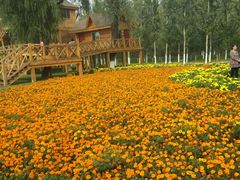 -武清南湖绿博园