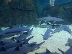 -烟台海昌鲸鲨海洋公园