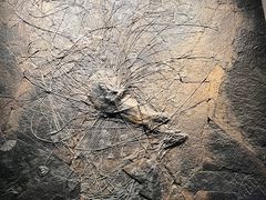 -浙江自然博物院(杭州馆)