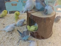 -怪兽屋·羊驼·猫咖·狗咖(俊华广场店)