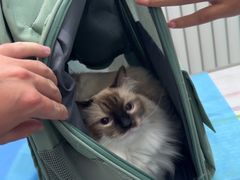 -纳吉亚猫专科动物诊疗中心(蒋宅口分院)