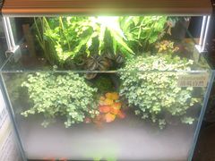 -台上设计餐厅(歌华大厦店)