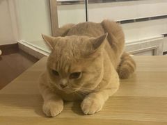 -Catmate·猫肥家润(金润铂宫店)