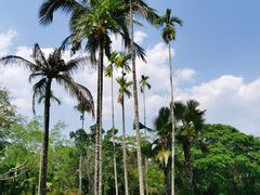 -中国科学院西双版纳热带植物园
