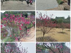 -南国桃园旅游度假区