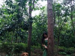 -铁山坪森林公园