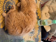-平行世界·猫咖(首经贸店)