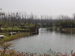 -合肥滨湖国家森林公园