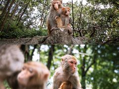 -黔灵山公园
