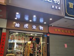 -袖虎宠物·金渐层缅因猫舍(灵芝店)
