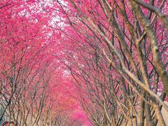 -合肥滨湖国家森林公园