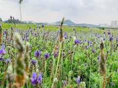 -光明小镇欢乐田园