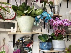 -FEI FEI FLOWER鲜花店·气球派对·宝宝宴布置(虹口德必运动Loft店)