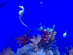 -迪拜水族馆及水下动物园