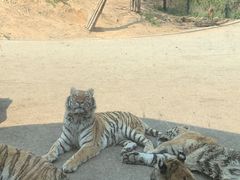 -大连森林动物园