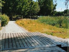 -大兴滨河森林公园