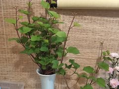 -十二舍·湯物素煮(江泰潤政店)