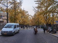 -三里屯东五街银杏大道