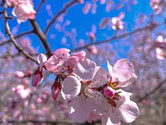 -桃花堤公园