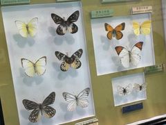 -上海昆虫博物馆