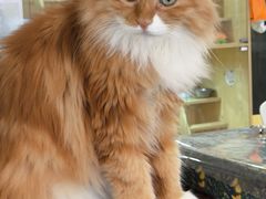 -平行世界·猫咖(首经贸店)