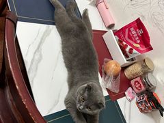 -伟伟宠物医院·CT影像中心·瑞派犬猫综合性门诊(汉口总院)