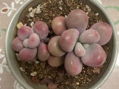 -双季花艺园艺市场(浦东店)
