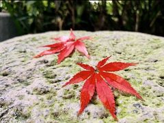 -青城道汤池