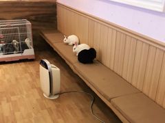 -猫猫幼稚园·撸猫·桌游·电玩