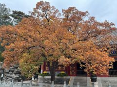 -香山公园