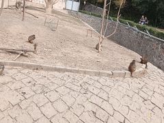 -哈尔滨北方森林动物园