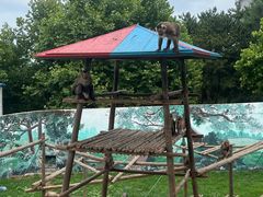 -西霞口神雕山野生动物世界