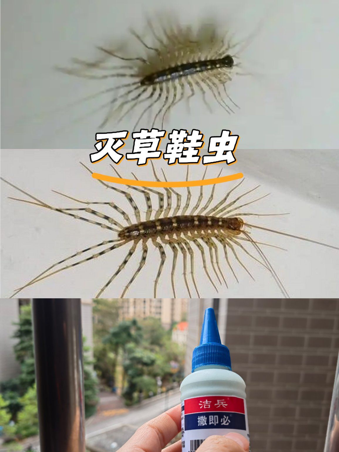 消灭草鞋虫的小妙招