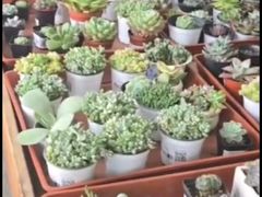 -荷兰花海