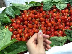 -菜园坝水果市场