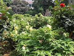 -洛阳市牡丹公园