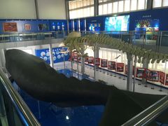 -上海海洋大学鱼文化博物馆(军工路校区)