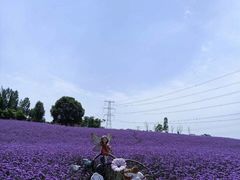 -紫颐香薰山谷景区