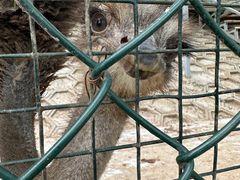 -北京鹿世界主题园