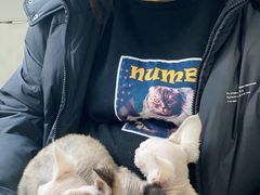 -喵的天空名猫咖啡馆·撸猫·猫舍·用品