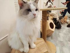 -楼上猫咖(罗湖店)