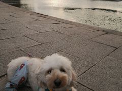 -观桥阁(锦溪店)