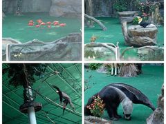 -广州长隆野生动物世界