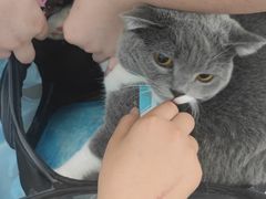 -纳吉亚猫专科动物诊疗中心(蒋宅口分院)