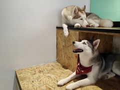 -Husky Go! 哈士奇体验馆·宠物咖啡厅狗咖