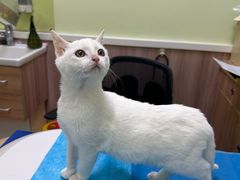 -瑞鹏宠物医院·宠保定点·心脏科·内科(御桥分院)